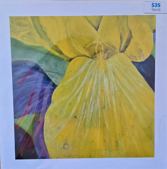 Title:  Spring Blossoms: Yellow Iris (Print)