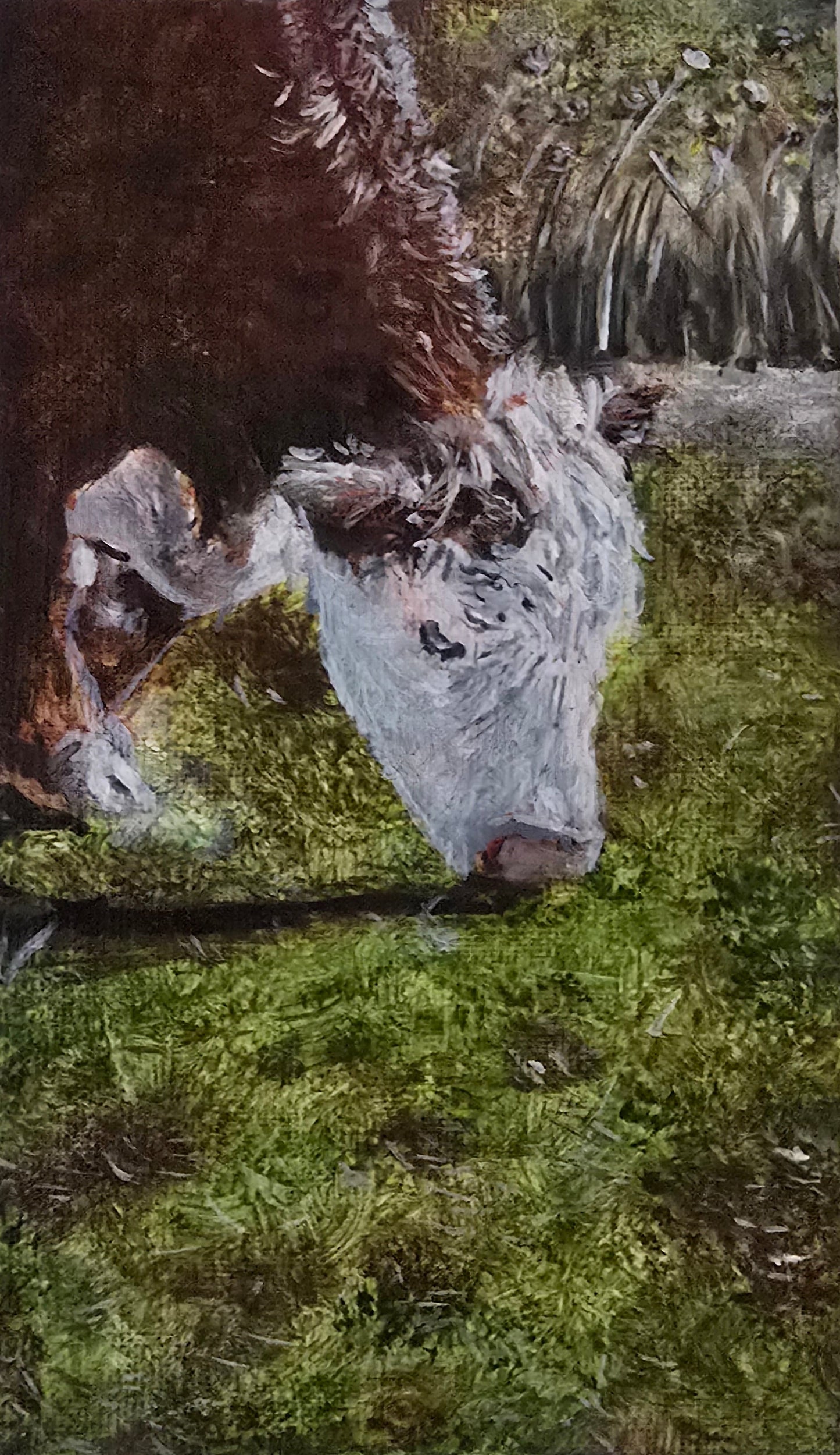 Framed artwork of a cow lying on grass with water droplets