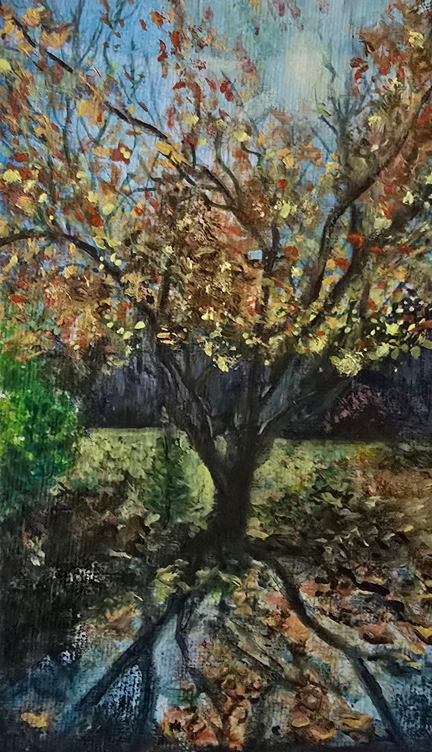 Tree during fall season with beautiful shadows on the ground