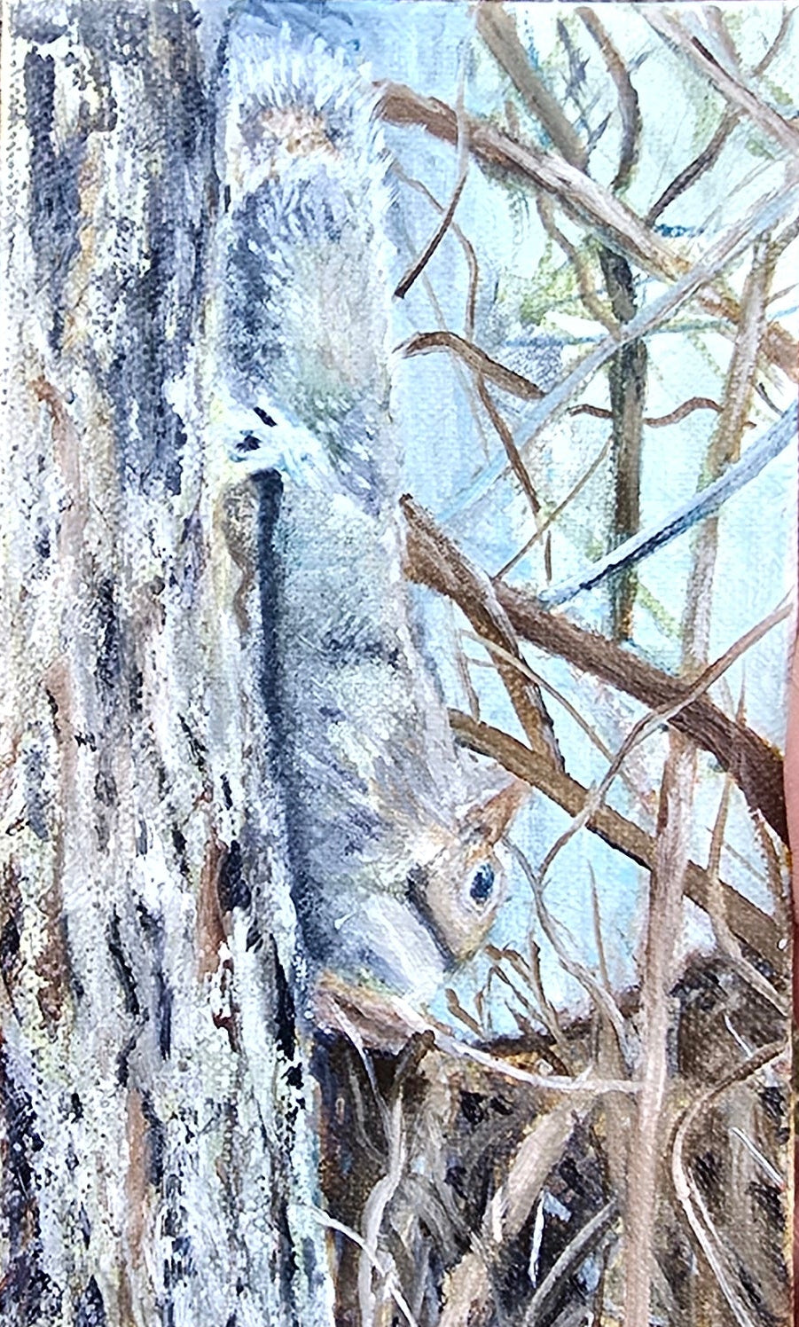 Squirrel upside down on tree